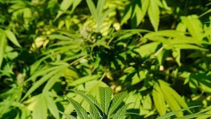 白小姐_肖一马中特,嘎子偷狗原班人马新电影,全面解答解释落实_手机版V11.91